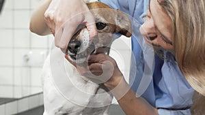 Female vet checking teeth of a cute dog