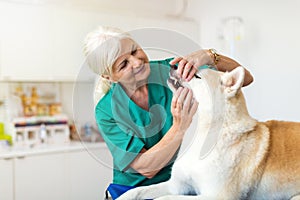 Female vet checking the teeth of a dog