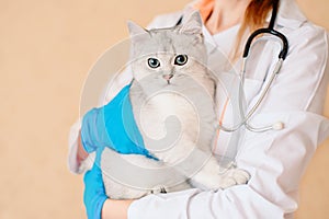 Female vet doctor holding cute scottish straight silver chinchilla cat. Veterinarian with stethoscope holding cute white cat on