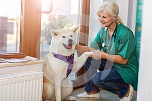 Female vet with a dog