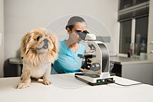 Female vet with dog and microscope