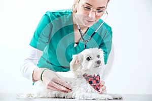 Female vet examinates a dog