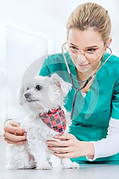 Female vet examinates a dog using a stethoscope