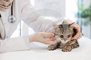 Female vet examining area around cat's head in animal clinic