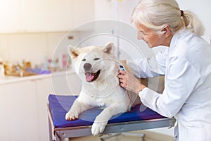 Female vet examining a dog