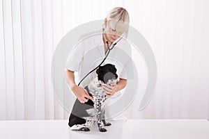 Female Vet Examining Dog In Hospital