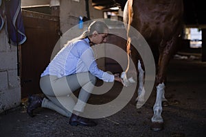 Female vet examining horse leg in stable