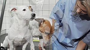 Female vet examining paw of a cute jack russell terrier