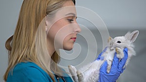 Female vet examining rabbit fur on belly for parasite, pet health checkup