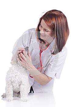 Female vet with poodle puppy