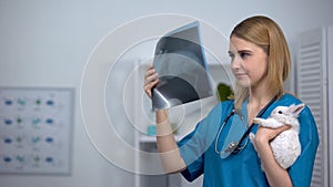 Female vet with rabbit looking at x-ray, diagnosis of tumors, chest examination