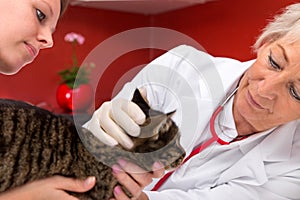 Female veterenarian examines a cat