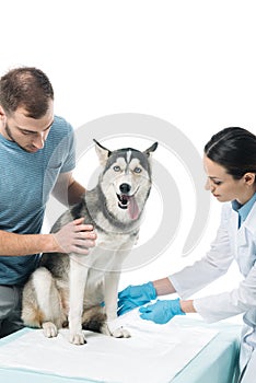 female veterinarian bandaging paw of husky and young man