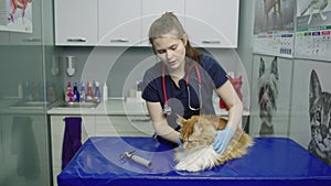 A female veterinarian calms down a big cat before the procedure.