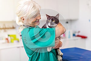 Female veterinarian with a cat in clinic