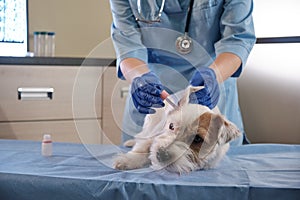 Female veterinarian checking jack russell dog ears, examination in clinic, health care