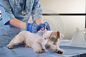 Female veterinarian checking jack russell dog ears, examination in clinic, health care dog pets. Close up