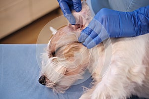 Female veterinarian checking jack russell dog earspet examination in clinic, health care. Close up