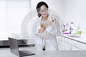 Female veterinarian checks a maltese dog