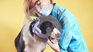 Female veterinarian cleans ears of border collie. isolated on yellow background