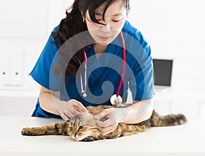 Veterinarian cleans ears to a young cat photo