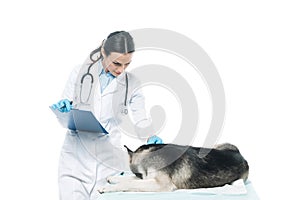 female veterinarian with clipboard examining husky