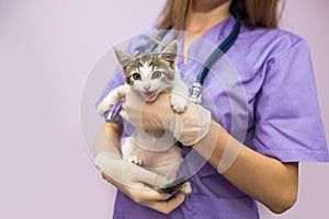 Female veterinarian with cute cat in clinic