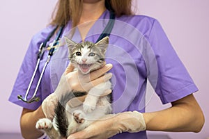 Female veterinarian with cute cat in clinic