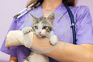 Female veterinarian with cute cat in clinic