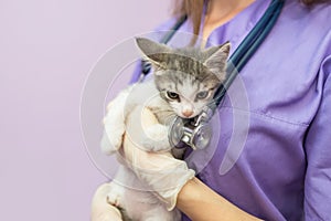 Female veterinarian with cute cat in clinic