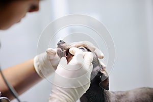 Female veterinarian doctor checking the teeth of a dog
