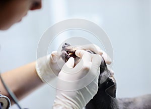 Female veterinarian doctor checking the teeth of a dog