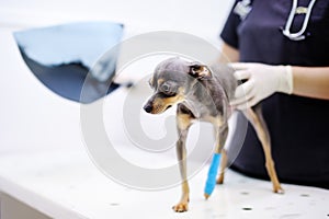 Female veterinarian doctor with dog looking at x-ray during the examination in veterinary clinic