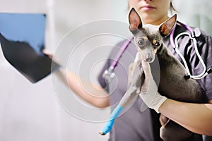 Female veterinarian doctor with dog terrier looking at x-ray during the examination in veterinary clinic