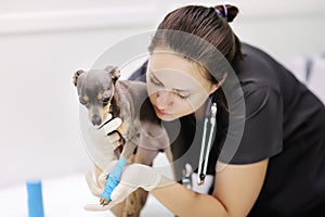 Female veterinarian doctor with dog terrier looking at x-ray during the examination in veterinary clinic