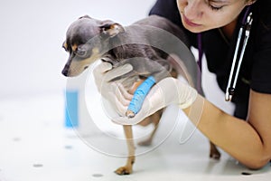 Female veterinarian doctor during the examination in veterinary clinic photo