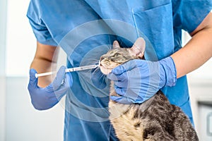 Female veterinarian doctor is giving liquid medication to a cat