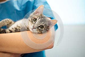 Female veterinarian doctor is holding a cat on her hands