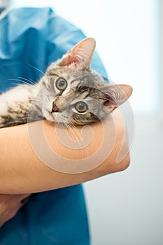 Female veterinarian doctor is holding a cat on her hands