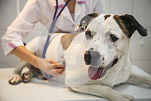 Female veterinarian with dog at vet clinic