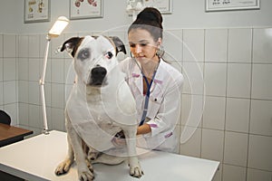 Female veterinarian with dog at vet clinic