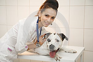 Female veterinarian with dog at vet clinic