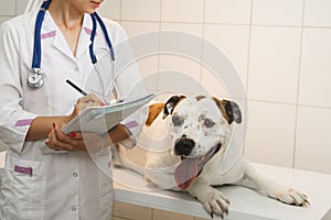 Female veterinarian with dog at vet clinic