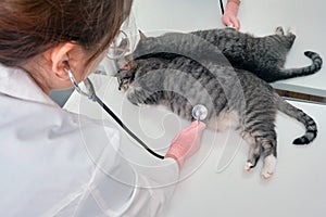 A female veterinarian examines a cat in an animal clinic with a stethoscope