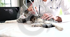 Female veterinarian examines cat using ultrasound in clinic