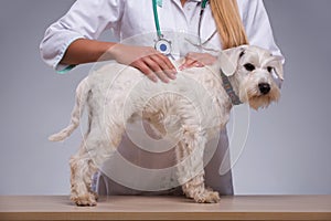 Female veterinarian examines little dog