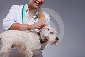 Female veterinarian examines little dog