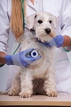 Female veterinarian examines little dog with