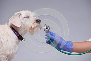 Female veterinarian examines little dog with