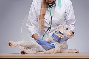 Female veterinarian examines little dog with